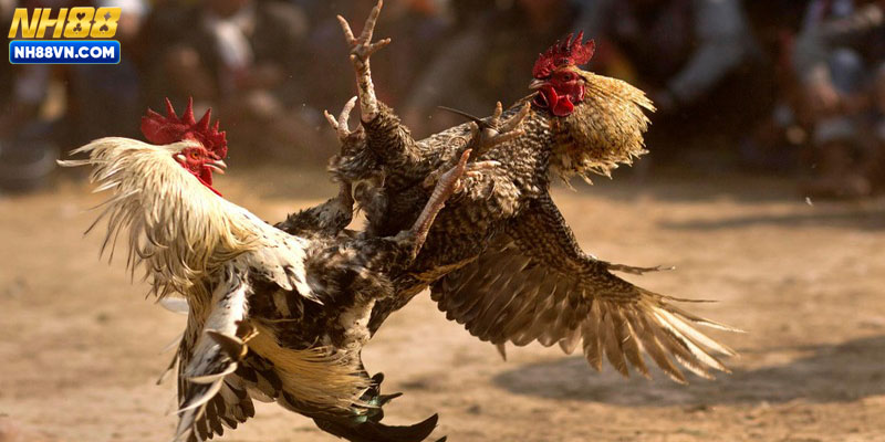 Bí quyết khi chơi đá gà NH88 hiệu quả