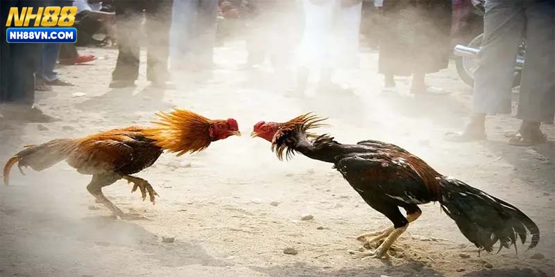 Hướng dẫn luật chơi đá gà kiểu Campuchia cụ thể