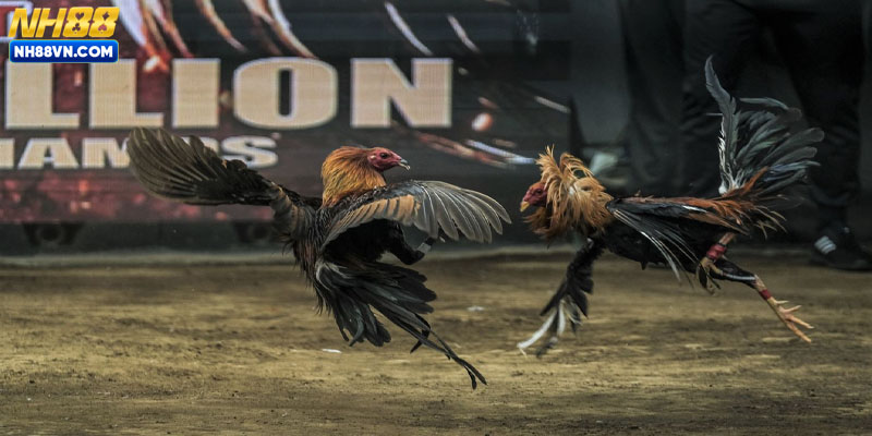 Những hình thức phát sóng của đá gà NH88